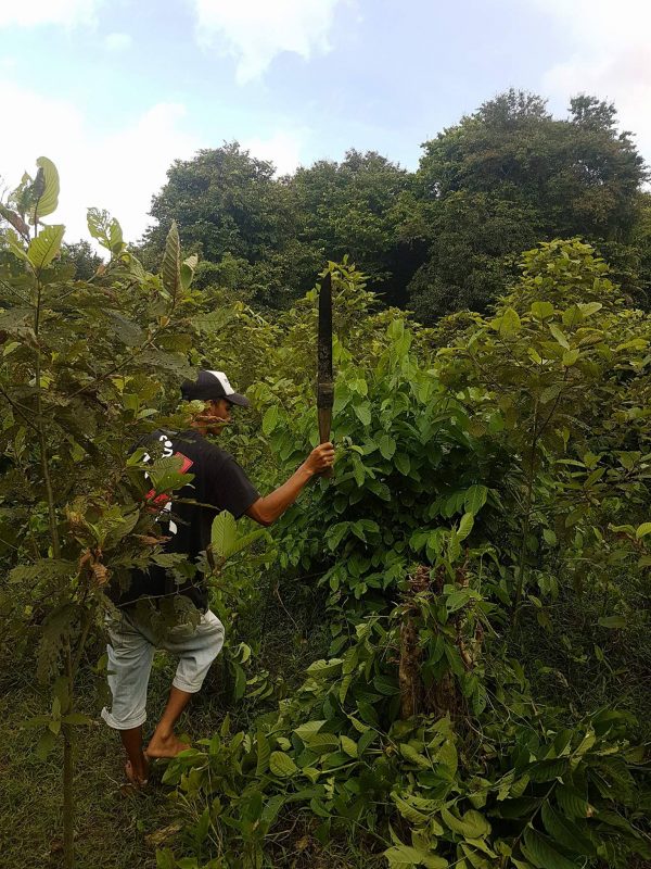 Photos From The Kratom Farm Where We Source Brave Botanicals Kratom 